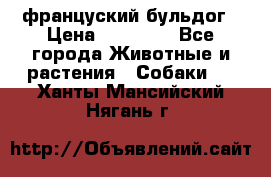 француский бульдог › Цена ­ 40 000 - Все города Животные и растения » Собаки   . Ханты-Мансийский,Нягань г.